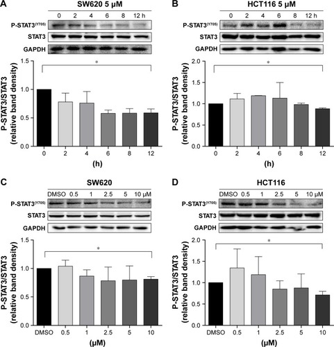 Figure 3 Inhibition of STAT3 phosphorylation by niclosamide in colon cancer cells HCT116 and SW620.