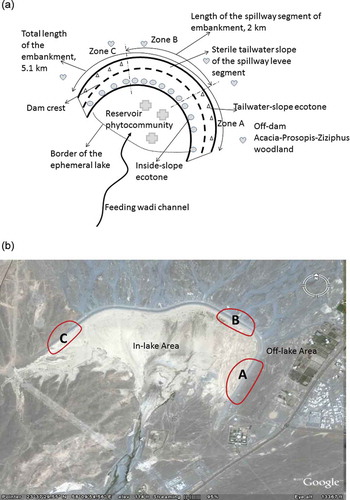 Fig. 1 (a) Schematic plan diagram of the study area (not to scale); (b) an aerial view of the dam area with demarcation of three major dam segments where the ecotones and phytocommunities were observed.