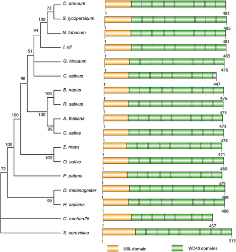 Figure 1. Phylogenetic analysis of NLE. phylogenetic tree of NLE homologs from representative organisms and schematic comparison of NLE homologs. The orange boxes indicate UBL (ubiquitin like) domains and green boxes indicate WD40-repeat domains.