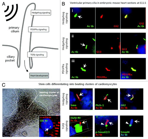 Figure 4. Primary cilia and signaling pathways in cardiomyogenesis and heart development. (A) Schematic drawing of signaling pathways in the cilium. (B) Immunofluorescence microscopy (IFM) analysis of Hedgehog (Hh) and Platelet-Derived Growth Factor Receptor α (PDGFRα) signaling components in ventricular primary cilia in transverse embryonic mouse heart sections at E11.5. Primary cilia (arrows) were marked with an antibody against acetylated α-tubulin (Ac tb; green). Signaling components (red) were marked with antibodies against transcription factors in Hh signaling (Gli2 and Gli3; upper and middle row images) and PDGFRα (lower row images). Nuclei were marked with DAPI, which stains DNA (blue). Reproduced from ref. Citation21 (i) and ref. Citation22 (ii and iii) with permissions. (C) Left image: Light microscopy analysis of a beating cluster of cardiomyocytes differentiated from mouse embryonic stem cells and IFM image (inset) of a primary cilium (arrow) marked with glutamylated α-tubulin (Glu tb; green) in cardiomyocytes expressing α-actinin (red). Nuclei were marked with DAPI (blue). Right images: IFM analysis on the localization of Hedgehog and Transforming Growth Factor β (TGFβ) signaling components to primary cilia (Ac tb, open arrows) in stem cells undergoing cardiomyogenesis. The ciliary pocket area is indicated with arrow heads. Hh signaling components (Smoothened [Smo], Patched-1 [Ptch-1] and Gli2, all green) localizes along the entire length of the cilium (red) - nuclei were marked with DAPI (blue) (upper row images). TGFβ signaling components (TGFβ Receptor I [TGFβ-RI], phospho-Smad2/3 [pSmad2/3] and Smad4, all green) localize around the ciliary pocket area (lower row images). For Smad4 localization, the cilium is indicated with blue fluorescence. Reproduced from refs. Citation20,Citation21 with permissions.