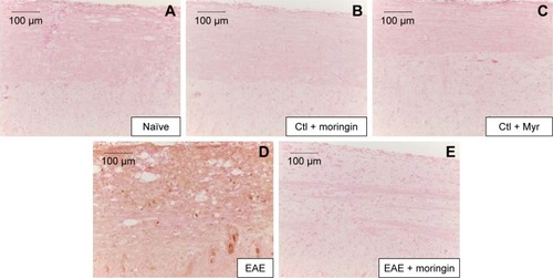 Figure 6 Moringin modulates FoxP3 expression in EAE.