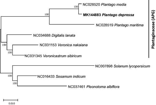 Figure 1. Neighbor joining and Maximum parsimony phylogenetic tree (bootstrap repeat is 10,000) of six Plantaginaceae chloroplast genomes: Plantago depressa (MK144883; this study), Plantago media (NC_028520), Plantago maritima (NC_028519), Veronica nakaiana (NC_031153), Veronicastrum sibiricum (NC_031345), Pleonotoma albiflora (NC_037461), Digitalis lanata (NC_034688), Sesamum indicum (NC_016433), and Solanum lycoverscum (NC_007898). The numbers above branches indicate bootstrap support value of neighbor joining tree.