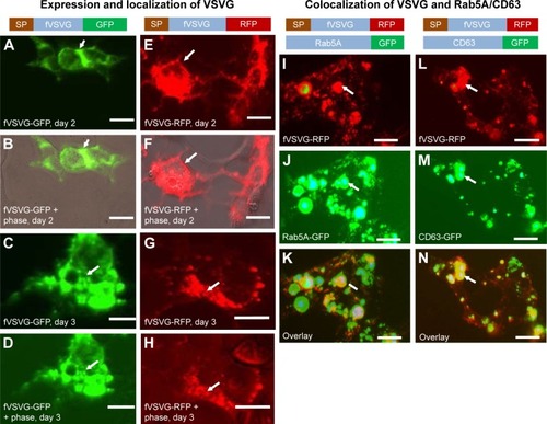Figure 2 Fluorescent imaging of VSVG fusion proteins in HEK293 cells.Notes: Cultured cells were transfected with either fVSVG-GFP/fVSVG-RFP alone or in combination with Rab5A-GFP/CD63-GFP for indicated periods of time. Cell images of fluorescence signal and phase contract of the same field were taken to show the expression and an earlier plasma membrane distribution of fVSVG-GFP on day 2 (A, green; B, overlay), and late-punctate intracellular localization on day 3 (C, green; D, overlay). Similarly, the expression and subcellular localization of fVSVG are shown in red (E–H). Interestingly, following cotransfection of cells with fVSVG-RFP and Rab5A-GFP (an endosome marker) for 3 days, images show the expression and cellular distribution of fVSVG (I, red), Rab5A (J, green), or colocalization of both (K, yellow). Alternatively, cotransfection with both fVSVG-RFP and CD63-GFP (an exosome marker) resulted in similar patterns of expression and cellular distribution for fVSVG (L, red), CD63 (M, green), and colocalization of both (N, yellow). Arrows indicate endosome/exosome/MVB structures. Scale bar 20 µm.Abbreviations: VSVG, vesicular stomatitis virus glycoprotein; fVSVG, full-length VSVG; MVB, multiple-vesicle body; SP, signal peptide.