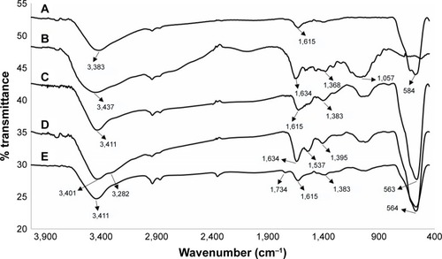 Figure 4 FTIR spectra of (A) MNPs, (B) TMC, (C) TMC–MNPs, (D) BN–TMC–MNPs, and (E) DOTA–BN–TMC–MNPs.Abbreviations: FTIR, Fourier transform infrared; MNP, magnetic nanoparticle; TMC, N,N,N-trimethyl chitosan; BN, bombesin; DOTA, S-2-(4-isothiocyanatobenzyl)-1,4,7,10-tetraazacyclododecane tetraacetic acid.