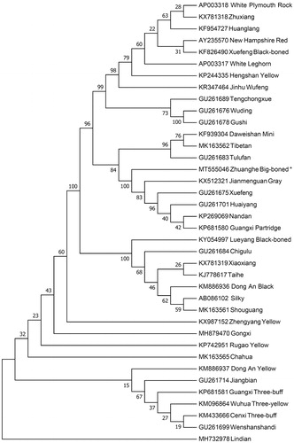 Figure 1. Neighbor-joining tree based on the complete mitochondrial DNA sequence of 38 chicken breeds. GenBank accession numbers are given before the species name.