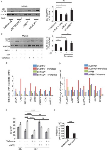 Figure 7. Human monocyte-derived macrophages (hMDMs) show similar autophagy function during HIV-TB co-infection and trehalose-mediated autophagy induction. (A) Monocytes were isolated from healthy donors PBMCs and cultured in the presence of MCSF (50 ng/ml) to get hMDMs. Cells were then infected with pNL(AD8), pSG3Δenv and pNL(AD8ΔNef) strain of HIV as described in methods. Three days post-infection cell lysates were prepared for immunoblotting with or without BafA1 treatment (3 h) and probed for LC3B protein by western blot. Fold autophagy flux as described earlier, is shown in the plot at the right. (B) hMDMs were infected with HIV-1 for 4 h followed by treatment with trehalose (100 mM). Three days post-infection cell lysates were prepared with or without BafA1 treatment and immunoblotted with anti-LC3 antibody. Fold autophagy flux as described earlier, is shown in the plot at the right. hMDMs were transfected either with control siRNA or siMCOLN1 (C) or siTFEB (D) for 24 h followed by trehalose (100 mM) treatment for 24 h. At 48 h post-transfection total RNA was isolated and expression of indicated genes monitored by RT-PCR. (E) hMDMs were infected with HIV-1(1:0.1) followed by H37Rv infection at an MOI of 1:10 and transfected either with control siRNA or siATG5. Further cells were treated with trehalose for 48 h and CFU plating was performed. (F) Supernatant saved from the hMDMs experiment shown in 7G was used to perform TZM-bl assay to calculate infectious viral particles in the presence or absence of trehalose as described in the methods. Western blot (data) and CFUs are from three separate donors. RT-PCRs were done in triplicates from single but distinct donors for MCOLN1 and TFEB siRNAs. ANOVA was performed to calculate p values. *p-value<0.05; **p-value<0.01; ***p-value<0.001; ****p- value<0.0001