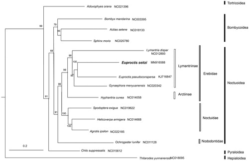 Figure 1. Phylogenetic relationship of 15 species in Lepidoptera based on the concatenated data set of 13 protein-coding genes. Number above/under each node indicates the ML bootstrap support values. Alphanumeric terms indicate the GenBank accession numbers.