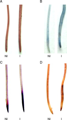 Figure 3. Histochemical detection of lipid peroxidation and the loss membrane integrity caused by inoculation. The roots were stained with Schiff's reagent (A), Evans blue (B), Nitroblue tetrazolium (C) and DAB (D) in soybean root as described in Materials and methods. NI, not inoculated; I, inoculated plants.