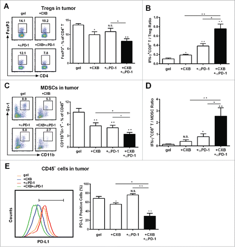 Figure 4. The enhanced effects of celecoxib (CXB) and anti-PD-1 mAb (αPD-1) on decreasing the presence of intratumoral Tregs, MDSCs, and PD-L1 positive tumor cells. C57BL/6 mice received the treatments with the blank hydrogel (gel) and the hydrogels delivering CXB (+ CXB), anti-PD-1 mAb (+ αPD-1), or both (+ CXB + αPD-1) at Day 7 after the inoculation of 1.0 × 105 B16-F10 cells. Single-cell suspensions made from digested tumor tissues were subject to flow cytometric analyses 7 days after the treatments. (A) The representatives flow cytometric analysis images (left) and the corresponding quantification (right) of FoxP3+ analyses of CD4+ T cells. (B) The ratios of IFNγ+CD8+ T cells to Tregs. Each column represents three independent experiments (n = 6–8 animals per group per experiment). (C) The representative flow cytometric analysis images (left) and the corresponding quantification (right) of MDSCs (CD11b+Gr-1+) in CD45+ cells. (D) The ratios of IFN-γ+CD8+ T cells to MDSCs. (E) The representative flow cytometric analysis images (left) and the corresponding quantification (right) of PD-L1 analyses within the CD45− cells. Each column represents three independent experiments (n = 8–12 animals per group per experiment). *P < 0.05, **P < 0.01, N.S., not significant, Student's t-tests. The asterisk or “N.S.” without a line underneath indicates the comparison to the blank hydrogel group. Error bars represent the standard error of the mean.
