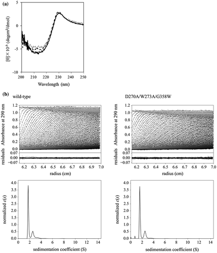 Fig. 2. Secondary structure and monomeric state analyses. (a) Far-UV CD spectra of CBM-DK wild-type (solid line), D270A/W273A/D314W (dotted line), and D270A/W273A/G358W (broken line). The spectra of other mutants used in this study were also similar. (b) (upper) Sedimentation pattern and best fit result obtained from the c(s) analysis of a solution of CBM-DK wild-type and D270A/W273A/G358W. Residuals between observed data and best-fit result are also indicated. (lower) Distribution of CBM-DK wild-type and D270A/W273A/G358W.