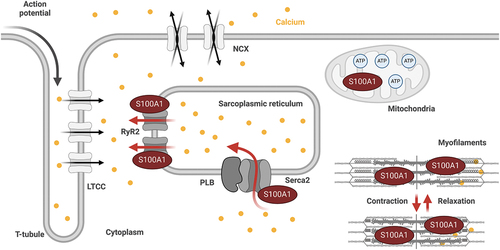 Figure 1. S100A1 is a central regulator of the Ca2+-driven networks in cardiomyocytes. During cardiomyocyte’s excitation-contraction cycle, S100A1’s interaction with the RyR2 and Serca2a increases systolic Ca2+ cycling through the SR, and enhances diastolic RyR2 closure to prevent diastolic SR Ca2+ leakage. S100A1’s interaction with proteins at the myofilaments, such as titin, facilitates contraction as well as relaxation. In the mitochondria, S100A1 interacts with the ATP-synthase, which supports ATP synthesis.