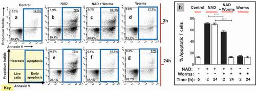 Figure 2. Adult worms prevent NAD induced T cell death (NICD) in vitro. Panels athrough gare representative (from one run) flow cytometry dot plots of purified T cells following various experimental treatments (described below) and panel h(right) represents composite data showing the mean percent total apoptotic T cells (± SEM) following these treatments in replicate. NAD was incubated at 37°C for 2 or 24 h with (panels cand f) or without (panels band e) adult schistosome parasites (male and female pairs). Equivalent amounts of NAD (25 µM, based on initial concentration) were added to cultures of purified T cells (2.5x105cells/tube) for 30 min. Cells were then stained and subjected to flow cytometry. Controls include T cells incubated without NAD (Control, panel a) as well as cells incubated with worm culture medium that did not contain NAD (Worms, panels dand g). The “Key” at lower left indicates the cell status in each FACS plot quadrant (“live”, “early apoptotic”, “apoptotic” and “necrotic”). Panels b- dshow samples tested after the 2 h incubation period and panels e- gafter the 24 h incubation period. Of primary interest here, the percentages of total apoptotic cells (i.e. early plus late apoptosis; right upper and lower quadrants) are bounded by blue boxes in panels a- g. ****p < 0.0001 NAD v NAD + worms (one-way ANOVA at each time point), n ≥ 4 in each case.