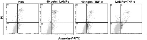 Figure 5. Effects of M. genitalium LAMPs on TNF-α-induced apoptosis in HeLa cells. Lower left quadrant, living cells (annexin V negative/PI negative); lower right quadrant, early/primary apoptotic cells (annexin V positive/PI negative); upper right quadrant, late/secondary apoptotic cells (annexin V positive/PI positive); upper left quadrant, necrotic cells (annexin V negative/PI positive). Representative results from each group.Note: HeLa cells were first treated with M. genitalium LAMPs (10 μg/mL) for 5 h, and cellular apoptosis was induced with TNF-α (10 ng/mL) together with CHX (10 μg/mL). The apoptotic cells were examined with annexin-V-FITC-PI staining.