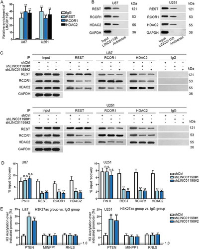 Figure 6. LINC01198 promoted the formation of REST/RCOR1/HDAC2 complex in glioma. (A–C) The interaction of LINC01198 with REST, RCOR1 or HDAC2 was explored via RIP assay, RNA pull-down and Co-IP assay. (D) ChIP assay was carried out to evaluate the impact of LINC01198 silence on the binding of REST, RCOR1 and HDAC2 to PTEN promoter. RNA pol Ⅱ was the negative control. (E) Influence of LINC01198 inhibition on histone acetylation of PTEN promoter was assessed by ChIP assays. Promoters of MINPP1 and RNLS were negative controls for PTEN promoter. **P < 0.01, n.s. meant no significance.