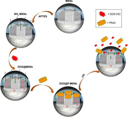 Scheme 1 Schematic illustration of DOX@P-MSNs synthesis and their pH-responsive DOX release.Abbreviations: DOX@P-MSN, doxorubicin-loaded polyaspartic acid-anchored MCM-41-type mesoporous silica nanoparticle; DOX, doxorubicin; P-MSN, polyaspartic acid-anchored MCM-41-type MSN; MSN, mesoporous silica nanoparticle; APTES, (3-aminopropyl)trimethoxysilane; PAsA, polyaspartic acid; DOX@MSN, doxorubicin-loaded MCM-41-type mesoporous silica nanoparticle.