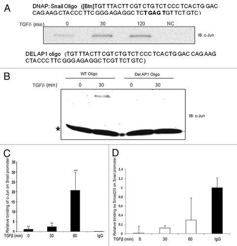 Figure 9. c-Jun binds to the Snail1 promoter in a TGFβ-dependent manner. (A and B) A c-Jun binding motif is present in the Snail1 promoter. Biotinylated Snail1 oligonucleotide affinity precipitation (DNAp) of endogenous c-Jun from PC-3U cells treated with TGFβ for indicated time periods. * indicates a background band; IgG heavy chain. (C and D) ChIP assay for endogenous c-Jun from PC-3U cells shows enhanced recruitment of c-Jun but not Smad2/3 to this specific region Snail1 promoter in response to TGFβ stimulation. (** P < 0.01 and *** P < 0.001 when compared with control; NC). Data are presented as mean values (± S.D.) in 3 independent experiments.