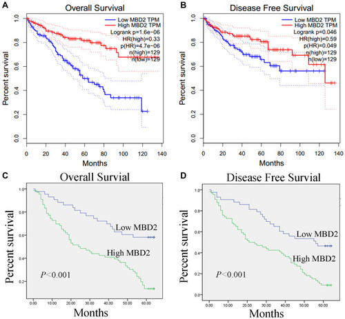 Figure 2 MBD2 expression is associated with poor survival in RCC patients. (A and B) The high expression of MBD2 predicts the poor overall and disease-free survival in RCC patients through analyzing data from GEPIA. (C and D) The Kaplan–Meier analysis of overall and disease-free for 109 RCC patients was shown based on quantitative IHC staining of MBD2.