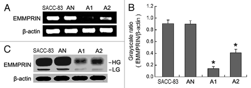 Figure 1. EMMPRIN-specific shRNAs result in the silencing of EMMPRIN mRNA and protein in SACC-83 cells. AN, A1 and A2 were stable cell clones of SACC-83 cells transduced with lentivirus containing negative shRNA, EMMPRIN shRNA1, and EMMPRIN shRNA2, respectively. (A) The level of EMMPRIN mRNA was assessed by RT-PCR. (B) Comparison of gray scale ratio of EMMPRIN mRNA/β-actin mRNA. *p < 0.01. (C) The level of EMMPRIN protein was assessed by western blotting. HG, high glycosylated form; LG, low glycosylated form.