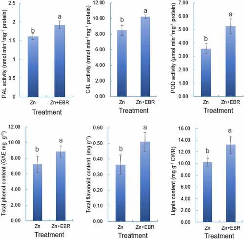 Figure 5. Effect of EBR on the activities of PAL, 4CL, and POD and the phenol, flavonoid and lignin in the leaves of watermelon seedlings under Zn stress. Plants were subjected to Zn and Zn+0.10 μM EBR treatment. The data is the average ± SD of three replicates displayed by the vertical error bar. Different letters in each line indicate that there is a significant difference between them (P ≤ 0.05) conducted by Student’s t-test.