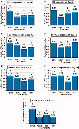 Figure 3. Effect of early age short-term thermal stress (36 ± 1ºC for 6 h) at day 42 of age on mRNA expression : heat shock transcription factor 1 (HSF1) (A), glucocorticoid receptor (GR) (B), heat shock 70kDa protein 2 (Hsp70) (C), heat shock protein family A (Hsp70) member 9 (HspA9) (D), Insulin-like growth factors-1 (IGF-1) (E), heat shock protein 90 alpha family class A member 1 (Hsp90α) (F) and Uncoupling proteins 2 (UCP2) (G) genes in the liver of NZW and BB rabbits. The four groups (n = 6 rabbit/group) include New Zealand white control (NZWC), New Zealand white treated (NZWT), Baladi Black Control (BBC), and Baladi Black treated (BBT). Different lower-case letters above the bars indicate significant differences (p < .05) among groups.