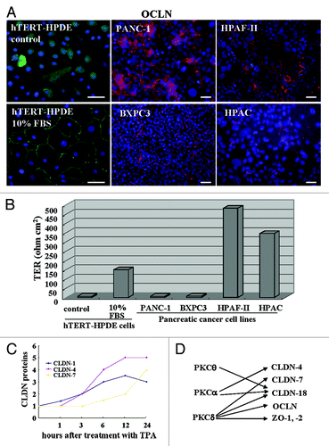 Figure 1.(A) Immunostaining for occludin and (B) TER values in hTERT-HPDE cells with or without 10% FBS and pancreatic cancer cell lines PANC-1, BXPC-3, HPAF-II and HPAC. Bars: 40 μm. Data represent the mean (n = 6). (C) A line graph for the changes in proteins of claudin-1, -4 and -7 in hTERT-HPDE cells treated with 100 nM TPA. (D) Diagram showing regulation of tight junction molecules via PKC isoforms in hTERT-HPDE cells. CLDN: claudin, OCLN: occludin.