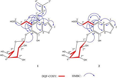 Figure 2. Main HMBC and DQF-COSY correlations of compounds 1–2.