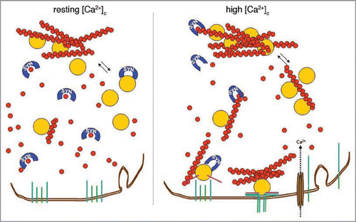 Figure 2 Hypothetical model of α-synuclein action on actin dynamics. At synaptic terminals α-synuclein is associated with synaptic vesicles. At rest, when [Ca2+]c is around 100 nM, α-synuclein binds preferentially actin monomers, sequestering them and slowing down the polymerization of microfilaments. When [Ca2+]c rises upon cell stimulation, α-synuclein affinity for actin monomers decreases and binding to filaments prevails, shifting the balance toward polymerization. This series of events is expected to facilitate the maintenance of vesicles in the RP and, at the same time, to favour the formation of the tracks and the clustering of molecules necessary for vesicles docking and fusion to take place.