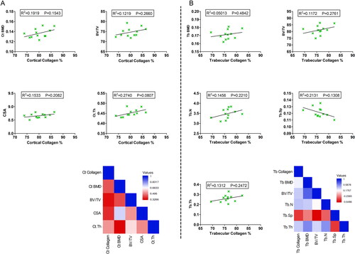 Figure 4. Correlation analysis between cortical and trabecular collagen deposition and other bone-related morphometric microstructure parameters. (A) Correlation analysis between cortical bone collagen percentage and cortical bone-related morphometric microstructure parameters including Ct BMD, BV/TV, CSA, and Ct.Th in the middle femoral diaphysis region. (B) Correlation analysis between trabecular bone collagen percentage and trabecular bone-related morphometric microstructure parameters including Tb BMD, BV/TV, Tb.N, Tb.Sp, and Tb.Th in the femoral head trabecular bone. R2 and p values are expressed on the top of each figure. Heatmaps show the pairwise Pearson correlation analysis expressed as r values. Significance was considered when p ≤ 0.05.