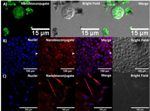 Figure 5 (A) Confocal microscopy images of effective cellular and nuclear internalization of BUF-II-PEA-magnetite nanobioconjugates in THP-1 cells. Scale bar corresponds to 15 µm. (B) Effective cellular and nuclear internalization of BUF-II-PEG-magnetite in HaCaT cells. Scale bar corresponds to 50 µm. (C) Effective cellular and nuclear internalization of BUF-II-PEA-magnetite conjugates in HFF cells. Scale bar corresponds to 50 µm.
