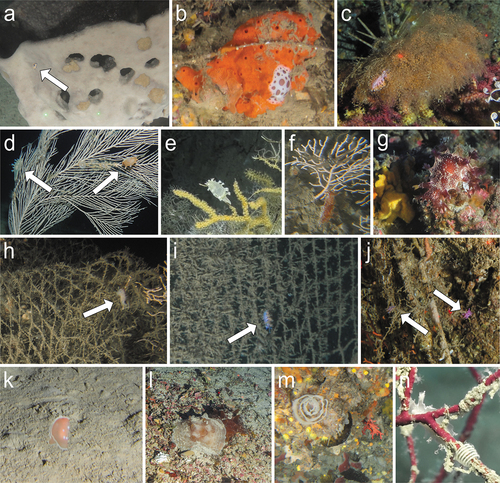 Figure 8. Ecological observations based on ROV footage. (a) Felimare tricolor on the keratose sponge Spongia lamella (Schultze, 1879) (Savona, 80 m); (b) Peltodoris atromaculata feeding on the demosponge Haliclona fulva (Spotorno, 57 m); (c) Paraflabellina ischitana feeding on the hydrozoan Eudendrium cf. racemosum (Pantelleria, 102 m); (d-g) various phenotypes of Tritoniidae nd on the alcyonaceans Callogorgia verticillata (d, S. Eufemia, 122 m, probably Tritonia callogorgiae), Acanthogorgia hirsuta (e), Graham Bank 166 m, probably T. callogorgiae), Eunicella cavolini (f), Gulf of Naples, 115 m, probably Marionia blainvillea), and in the coralligenous environment (g), Cetraro, 65 m, probably M. blainvillea); Facelina sp. (h), Gulf of Naples, 125 m), P. ischitana (i–j), Gulf of Naples, 130 m), and Flabellina affinis (j), SW Sardinia, 115 m) crawling on lost fishing gear covered in hydrozoans; (k) a swimming specimen of Gastropteron rubrum (Bisagno Canyon, 256 m); (l) two mating Pleurobranchus testudinarius on a rhodolith bed (Lampedusa, 95 m); (m) egg ribbon of P. atromaculata (Spotorno, 57 m); (n) Egg mass of Duvaucelia odhneri on the alcyonacean Leptogorgia sarmentosa (Capo Mortola, 40 m).