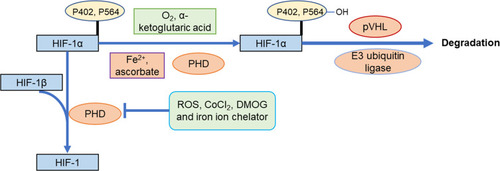 Figure 3 Degradation pathway of HIF-1α by O2/PHDs/pVHL.