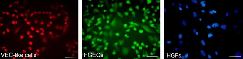 Figure 6. Tracing observation of seeded cells in vitro. VEC-like cells were stained with EdU Apollo 567, showing red fluorescence in both the cytoplasm and nucleus; HGECs were stained by EdU Apollo 488, showing green fluorescence in both the cytoplasm and nucleus; HGFs were stained with DAPI, showing blue fluorescence in the nucleus. Scale bar = 100 µm.
