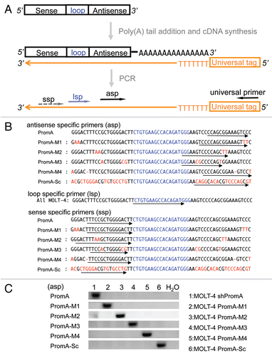 Figure 2 Evidence of shRNA transcription in MOLT-4 cells. (A) A schematic of the procedure used for detection of antisense strand expression following shRNA transcription. The shRNA expression unit consisting of sense, loop, and antisense strands of shRNA sequences is transcribed under the control of the U6 promoter. RNA was extracted from MOLT-4 cells expressing various shPromA constructs, followed by two step in vitro reaction of polyadenylation mediated by the polynucleotide adenylyltransferase and cDNA synthesis from 3′ end of the shRNA sequence using an oligo(dT) primer with a universal tag. Sequence specific PCR was used to detect the newly synthesized cDNA using the primer for the universal tag paired with specific antisense primers (asp). Detection of the loop strand and the sense strands employed a similar approach. (B) Alignment of the shPromA and variant sequences with the positions of specific 5′ PCR primers. The loop sequence is indicated by blue letters. The arrows indicate the positions of antisense specific primers (asp), sense specific primers (ssp) and loop specific primer (lsp). (C) Antisense specific primers specifically detect only the matched antisense strand of shRNA transcript. The ethidium bromide stained PCR bands were obtained after PCR with each specific antisense specific primer and universal primer. The antisense specific primers (asp) are listed on the left side of the gel image. Numbers 1–6 represent the MOLT-4 cells expressing shPromA or variants.