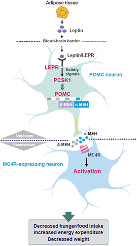 Figure 1. The MC4R pathway [Citation1–3]. LEPR, leptin receptor; MC4R, melanocortin-4 receptor; MSH, melanocyte-stimulating hormone; PCSK1, proprotein convertase subtilisin/kexin type 1; POMC, proopiomelanocortin.