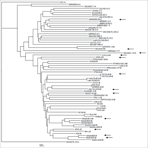 Figure 3. The phylogenetic tree analysis of the amino acid sequences of 62 gp120 DNA immunogens included in the screening study. The arrows indicate those gp120 immunogens in the broad NAb subgroup.
