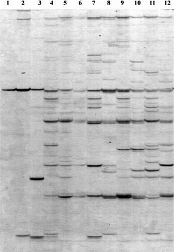 Figure 2 (Colour online) AFLP profiles of the 12 T. kirilowii accessions generated by primer combination E-ATG/M-CAG. The numbers in the lanes correspond to the accession numbers of Table 1.