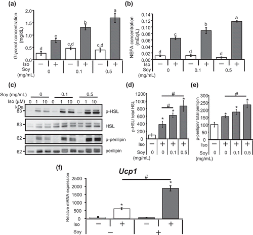 Figure 1. Soy hydrolysate enhanced the isoproterenol-stimulated lipolytic pathway in 3T3-L1 adipocytes.(a, b) 3T3-L1 cells were differentiated in the presence of 0 (vehicular control), 0.1, or 0.5 mg/mL soy hydrolysate. Cells were then treated with 10 μM isoproterenol for 1 h before glycerol (a) and NEFA (b) levels in the culture medium were measured. Data are presented as mean ± SEM (error bars), with n = 4 per group. Bars with different letters represent significant differences (P < 0.05) by a one-way ANOVA followed by Tukey’s test. (c) 3T3-L1 cells differentiated in the presence of the soy hydrolysate were treated with 1 or 10 µM isoproterenol for 30 min. Phosphorylation of HSL (p-HSL), protein levels of HSL, phosphorylation of perilipin (p-perilipin), and protein levels of perilipin were determined using anti-phospho HSL Ser660 antibodies, anti-HSL antibodies, anti-phospho-PKA substrate antibodies, and anti-perilipin antibodies, respectively. (d, e) Phosphorylation levels of HSL and perilipin were quantified in cells treated with (+) or without (-) 10 μM isoproterenol for 30 min. The intensity of immunoreactive bands was quantified using ImageJ. The ratio of p-HSL/HSL (d) or p-perilipin/perilipin (e) in unstimulated cells was assigned a relative value of 100. Data are presented as mean ± SEM (error bars), with n = 3–5 per group. (f) 3T3-L1 cells were differentiated with (+) or without (-) 0.5 mg/mL soy hydrolysate. mRNA expression levels of Ucp1 in the cells treated with (+) or without (-) 10 μM isoproterenol for 4 h were determined by real-time PCR. Data are presented as mean ± SEM (error bars), with n = 4 per group. *, P < 0.05 between the non-stimulated vehicular control group and the isoproterenol-stimulated groups. #, P < 0.05.