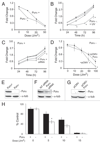 Figure 1 Cell viability and clonogenicity of Purα-positive (Purα+) and Purα-negative (Purα−) cells in response to UVC treatment. (A) Purα+ and Purα− MEFs were treated with different doses of UVC and assayed for viability after 96 h by MTT assay. Values obtained for each UVC dose were normalized relative to UVC-untreated Purα+ cells. ■-Purα+; □-Purα+. (B) Purα+ and Purα− MEFs were treated with 10 J/m2 UVC and MTT assays performed at the time points indicated. Values were normalized relative to UVC-untreated cells at 24 h. ■-Purα+ untreated; ▴-Purα+ treated with 10 J/m2 UVC; □-Purα− untreated;. ▵-Purα− treated with 10 J/m2. (C) Purα+ and Purα− MEFs were transfected with non-target siRNA or siRNA specific for Purα at 24 h before UVC treatment (10 J/m2) and MTT assays were performed after 96 h. Values were normalized relative to UVC-untreated cells at 24 h. ■-Purα+ + NT siRNA-UVC; □-Purα+ + Purα si RNA-UVC; ▴-Purα+ + NT siRNA + UVC; ▵-Purα+ + Purα si RNA + UVC. (D) Purα+ and Purα− MEFs were transfected with pCMV plasmid or pCMV-Purα expression plasmid, treated with different doses of UVC and assayed for viability after 96 h by MTT assay. Values were normalized to UVC-untreated MEF Purα− (+pCMV) cells. ■-Purα+ + pCMV-Purα; □-Purα+ + pCMV. (E) Western blot for Purα for the cells used in (A and B) with α-tubulin as a loading control. (F) Western blot for Purα for the cells used in (C) with α-tubulin as a loading control. (G) Western blot for Purα for the cells used in (D) with α-tubulin as a loading control. (H) Purα+ and Purα− MEFs were treated with UVC as indicated and plated. After two weeks, colonies were counted and values normalized relative to unirradiated controls. The experiments were repeated five times. *p < 0.03.