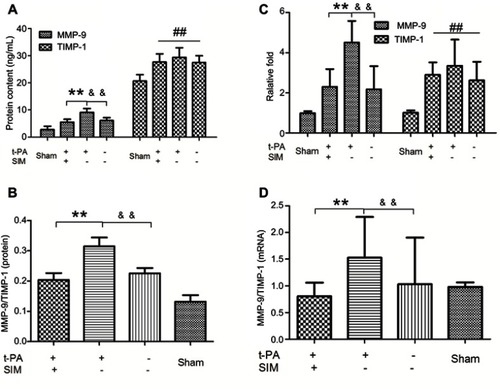 Figure 1 Simvastatin ameliorates t-PA-induced blood MMP-9/TIMP-1 ratio imbalance. Rats were pretreated with SIM (60 mg/kg/d) for the SIM+ group or water for the SIM- group for two weeks, then rats were received t-PA (10 mg/kg) for the t-PA+ group or normal saline for the t-PA- group 3 hrs after operation. Blood samples were collected via abdominal aorta puncture before sacrificed. (A) ELISA analysis of MMP-9 and TIMP-1 protein expression. (B) Real-time PCR analysis of MMP-9 and TIMP-1 mRNA levels. (C) The blood MMP-9/TIMP-1 protein ratio. (D) The blood MMP-9/TIMP-1 mRNA ratio. Bars express the mean ± SD of duplicates (n=6). **p<0.01 t-PA alone versus t-PA plus SIM; &&p<0.01 t-PA alone versus t-PA-/SIM-; ##p<0.01 versus sham group.