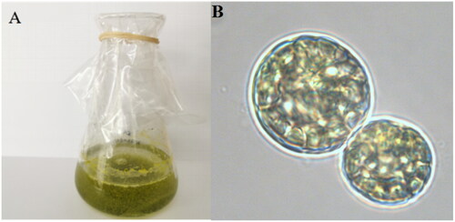 Figure 1. The morphology of S. hainanensis (A) in flasks and (B) under a microscope. Photograph was taken by Fangfang Yang.