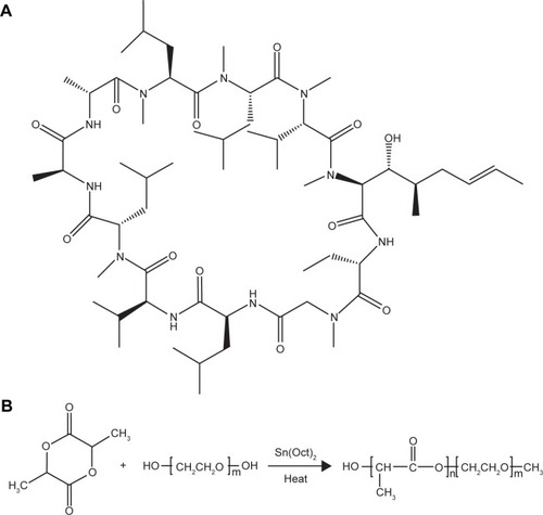 Figure 1 (A) Chemical structure of CsA. (B) Synthesis of block copolymer mPEG-PLA.Abbreviations: CsA, cyclosporine-A; mPEG, methoxy poly(ethylene glycol); PLA, poly(lactide).