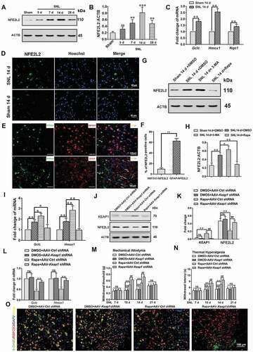 Figure 7. Simultaneous activation of autophagy and the NFE2L2 pathway can further relieve pain, compared to activating autophagy alone. (A,B) Western blot analysis and statistical results of NFE2L2 in spinal cord after spinal nerve ligation (SNL). Data are presented as the mean ± SD (N = 3), n = 4 mice/group. **p < 0.01, ***p < 0.001; ns: no significance. (C) Expression levels of NFE2L2 target genes Gclc, Hmox1, and Nqo1 in spinal cords from the sham 14 d group and SNL 14 d group. Data are presented as the mean ± SD, n = 4 mice/group. **p < 0.01 vs sham group. (D) Immunofluorescence representative images of NFE2L2 protein entering the nucleus. Bar: 50 μm; n = 4 mice/group, 6 slices per mice were employed. (E,F) Double immunofluorescence staining of NFE2L2 with neuron marker RBFOX3/NeuN or astrocyte marker GFAP, respectively. Bar: 100 μm. Data are presented as the mean ± SD, n = 3 mice/group, 6 slices per mice were employed. **p < 0.01. (G,H) Western blot analysis and statistical results of NFE2L2 protein in spinal cord after intrathecal injection of autophagy inhibitor 3-MA or activator rapamycin (Rapa) during the maintenance phase of NPP. Data are presented as the mean ± SD (N = 3), n = 3 mice/group. *p < 0.05, **p < 0.01. (I) Expression levels of NFE2L2 target genes Gclc and Hmox1 in spinal cords after intrathecal injection of autophagy inhibitor 3-MA or activator Rapa. Data are presented as the mean ± SD, n = 4 mice/group. *p < 0.05, **p < 0.01. (J,K) Western blot and statistical results of KEAP1 and NFE2L2 in spinal cord after intrathecal injection of Rapa or AAV containing Keap1 shRNA. Data are presented as the mean ± SD from 3 (N = 3), n = 3 mice/group. **p < 0.01; ##p < 0.01; ns: no significance. (L) Expression levels of NFE2L2 target genes Gclc and Hmox1 in spinal cords after intrathecal injection of Rapa or AAV containing Keap1 shRNA. Data are presented as the mean ± SD, n = 4 mice/group. **p < 0.01; ns: no significance. (M,N) The thresholds of mechanical allodynia and thermal hyperalgesia after intrathecal injection of Rapa or AAV containing Keap1 shRNA. Data are presented as the mean ± SD, n = 6 mice/group. **p < 0.01; ##p < 0.01; ns: no significance. (O) Change of reactive oxygen species in spinal cord neurons after intrathecal injection of Rapa or AAV containing Keap1 shRNA. Bar: 100 μm; n = 4 mice/group, 6 slices per mouse were employed