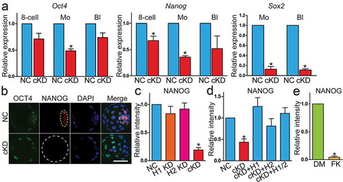 Figure 5. Key pluripotency genes OCT4, NANOG,and Sox2 were downregulated in embryos deficient of Hdac1 and 2. (a) qPCR analysis of Oct4, Nanog, and Sox2 in NC and cKD embryos (n = 3 pools of 5–10 embryos each per group). (b and c) Immunocytochemical analysis of OCT4 and NANOG in blastocysts after RNAi. The intensity of NANOG, but not OCT4, was diminished in cKD embryos (panel C; n = 3; 5–10 embryos were analysed per group each time, *P < 0.05). Yellow dashed oval: inner cell mass. (d) Rescue of NANOG in cKD embryos after injection of exogenous Hdac1 and/or 2. The experiment was conducted three times and 5–10 embryos analysed per group per time. (e) Analysis of the intensity of NANOG in embryos treated with either DMSO (DM, vehicle control) or FK228 (FK).