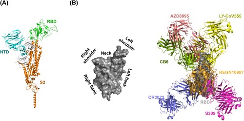 Figure 2. Neutralizing antibody-targeted regions in SARS-CoV-2 spike glycoprotein. (A) Overall crystal structure of monomeric spike with RBD in the closed conformation (PDB: 6XR8) and (B) RBD surface torso analogy in left; representative antibody structures of RBD epitope group A (CB6, PDB: 7C01), B (AZD8897, PDB: 7L7E), C (LY-CoV555, PDB: 7KMG), D (REGN10987, PDB: 6XDG), E (S309, PDB: 7R6X), and F (CR3022, PDB: 6XC7) in right.