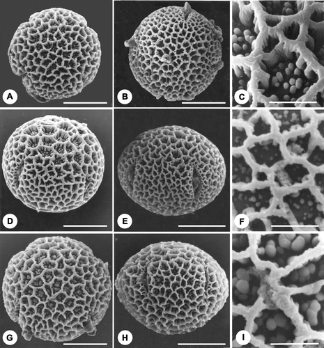 Figure 1A–I Scanning electron photomicrographs of pollen grains and exine ornamentation of F2 progeny of Chorisia insignis×C. speciosa. A, D. Pollen grains with free columellae in apocolpium region: (A) Polar view, pollen grain showing free columellae within lumina at polar region; (D) Oblique equatorial view, showing empty lumina at mesocolpium and with free columellae at apocolpium region. B, E. Pollen grains with empty lumina, free columellae lacking: (B) Polar view; (E) Oblique equatorial view showing both apocolpium and mesocolpium region lacking free columellae. G, H. Pollen grain having free columellae all over the exine: (G) Polar view, free columellae at the lumina of apocolpium region; (H) Equatorial view, showing free columellae at the lumina of mesocolpium area. C. Exine surface‐lumina having free columellae with medium density. F. Exine surface – lumina having short and scanty free columellae. I. Exine surface – lumina having broad and densely arranged free columellae. Scale bar – 20 µm (A, B, D, E, G & H); 5 µm (C, F & I).