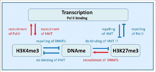 Figure 1. Regulatory network considered in the model. H3K4me3 modification and transcription form a positive feedback loop, while H3K27me3 modification and transcription form a negative one. Both loops implicate interaction between the marks and RNA polymerase II (Pol II) binding at the gene promoter. DNA methylation (DNAme) suppresses both H3K4me3 and H3K27me3 by suppressing recruitment of the respective HMTs. Recruitment of DNMTs is repressed by H3K4me3 but strengthened by H3K27me3.