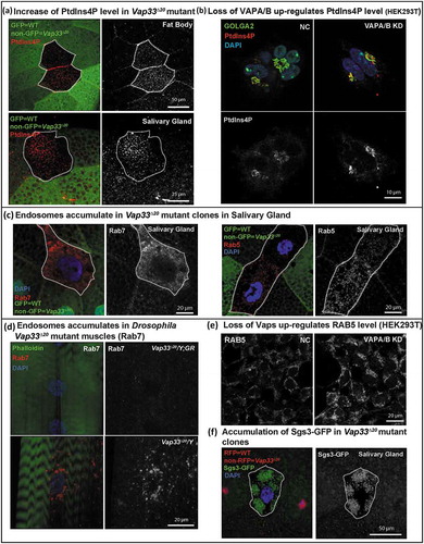 Figure 6. Loss of VAPs affects PtdIns4P and the endosome pathway. (a) Immunofluorescence staining of PtdIns4P (red) in Vap33 mutant clones (non-green) of Drosophila fat body and salivary gland cells. (b) Immunofluorescence staining of PtdIns4P in control or VAPA/B siRNA-transfected HEK293T cells. (c) Immunofluorescence staining of Rab5 and Rab7 (red) in Vap33 mutant clones (non-green) of Drosophila salivary glands (d) Immunofluorescence staining of Rab7 (red) in Drosophila muscles of control and Vap33 mutant animals (e) Immunofluorescence staining of RAB5 in control or VAPA/B siRNA-transfected HEK293T cells. (f) Sgs3-GFP (green, a marker for secretory granules) in Vap33 mutant clones of Drosophila salivary gland. Wild-type nuclei are labeled with RFP.