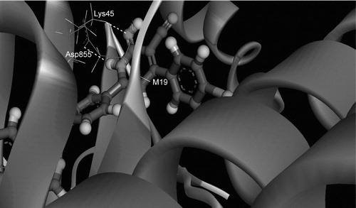 Figure 4. 3D inhibitor–protein interactions of the most active inhibitor (5e) with EGFR after 70 ns MD simulation.