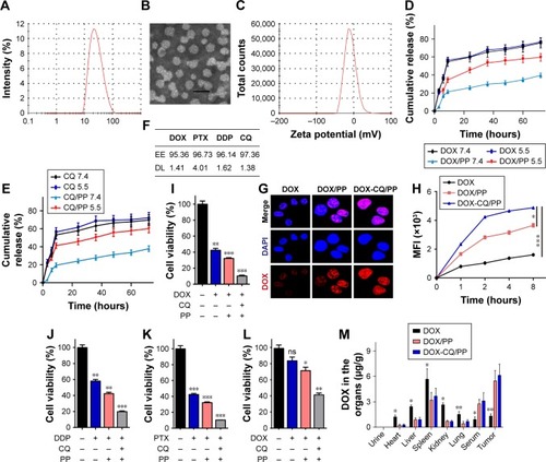 Figure 4 MPEG-PLA nanoparticles encapsulated CQ and DOX enhanced cell apoptosis in vitro and drug accumulation in tumor sites in vivo.Notes: (A) Size distribution spectrum of DOX- and CQ-loaded MPEG-PLA nanoparticles was examined. (B) TEM image of DOX- and CQ-loaded MPEG-PLA nanoparticles was shown (Scale bar, 40 nm). (C) Zeta potential spectrum of DOX- and CQ-loaded MPEG-PLA micelles. (D) Drug release of free DOX and DOX-CQ/PP under different pH conditions (pH 5.5 and pH 7.4) (n=3). (E) Drug release of free CQ and DOX-CQ/PP under different pH conditions (pH 5.5 and pH 7.4) (n=3). (F) The EE and DL of CQ/DOX/DDP/PTX encapsulated by MPEG-PLA were examined. (G) A2780 cells were treated with DOX (1 µM), DOX/PP (DOX concentration 1 µM) and DOX-CQ/PP for 4 hours. The drug uptake was detected by concofol. (H) A2780 cells were treated with DOX (1 µM), MPEG-PLA encapsulated DOX (DOX concentration 1 µM) with or without CQ (10 µM). The MFI of the A2780 treated with DOX (1 µM), MPEG-PLA encapsulated DOX (DOX concentration 1 µM) with or without CQ (10 µM) was detected by flow cytometry at different time points. (I) The cell viability of A2780 cells treated with PBS, DOX (0.1 µM), DOX/PP (DOX concentration 0.1 µM), and DOX-CQ/PP (DOX concentration 0.1 µM and CQ concentration 10 µM) for 48 hours. (J) The cell viability of A2780 cells treated with PBS, DDP (20 µM), DDP/PP (DDP concentration 20 µM) and DDP-CQ/PP (DDP concentration 20 µM and CQ concentration 10 µM). (K) The cell viability of A2780 cells treated with PBS, PTX (4 µM), PTX/PP (PTX concentration 4 µM) and PTX-CQ/PP (PTX concentration 4 µM and CQ concentration 10 µM) for 48 hours. (L) The cell viability of A2780/DOXR cells treated with PBS, DOX (0.1 µM), DOX/PP (DOX concentration 0.1 µM) and DOX-CQ/PP (DOX concentration 0.1 µM and CQ concentration 10 µM) for 48 hours. (M) Nude mice bearing A2780 cells treated with DOX (5 mg/kg), DOX/PP (DOX concentration 5 mg/kg) and DOX-CQ/PP (DOX concentration 5 mg/kg, CQ concentration 5 mg/kg) every 2 days for 10 days, then sacrificed the mice and obtained blood, tumor tissue and organs. HPLC was used to detect the concentration of DOX (n=6). PP was short for MPEG-PLA. *P<0.05; **P<0.01; ***P<0.001.Abbreviations: CQ, chloroquine; DL, drug loading; DOX, doxorubicin; EE, encapsulation efficiency; MFI, mean fluorescence intensity; MPEG-PLA, methoxy poly(ethylene glycol)-poly(l-lactic acid); ns, not statistically significant; TEM, transmission electron microscope.