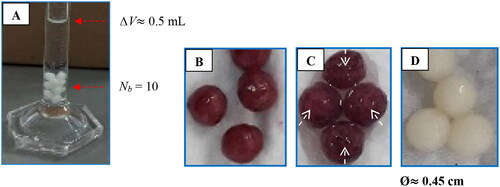 Figure 7. Measurements of the diameter of AAC beads (A, B, and D), and the spots on the beads where the bacteria are densely located and growing (C).
